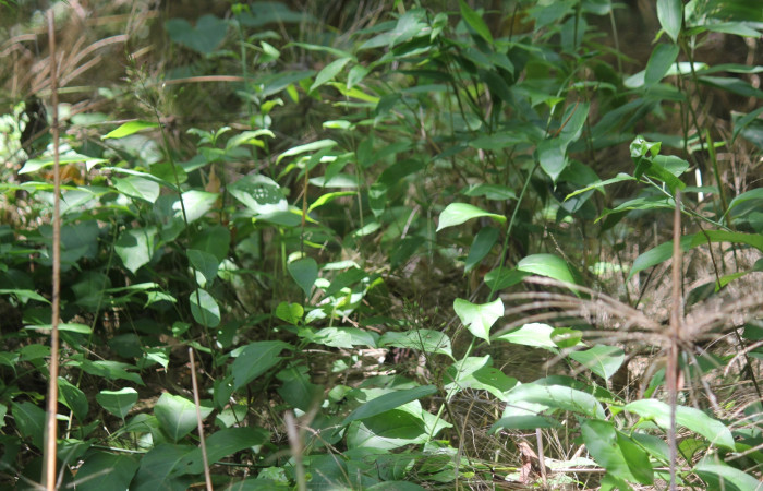 Fig 11 Planta larva <i>Tournefortia volubilis</i></i> (Heliotropiaceae) hospedera de larva [I]Phaloesia saucia</i> (Erebidae). Los Almendros, Sector El Hacha, 290m. Foto Roster Moraga.