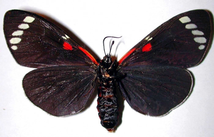 Fig. 2 Adulto [I]Phaloesia saucia</i> (Erebidae), vista ventral mide 52mm. Area administrativa, Sector Santa Rosa, 295m. 93-SRNP-3326-DHJ38463.