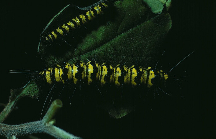 Fig. 5 Larva [I]Phaloesia saucia</i> (Erebidae), mide 35mm. Area administrativa, Sector Santa Rosa, 295m. 85-SRNP-537-DHJ9156.jpg