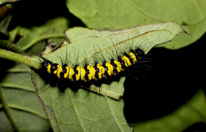Fig. 7 Larva [I]Phaloesia saucia</i> (Erebidae), mide 35mm. Area administrativa, Sector Santa Rosa, 295m.12-SRNP-13030-DHJ498690.jpg