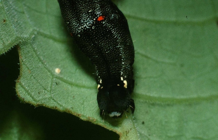 Figura 5. <i>Gonodonta uxor</i></i> (Erebidae). Penúltimo estadio, posición frontal. Voucher: 03-SRNP-31104-DHJ81152.jpg