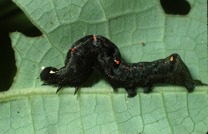 Figura 4. <i>Gonodonta uxor</i></i> (Erebidae). Penúltimo estadio, posición lateral. Voucher: 03-SRNP-31104-DHJ81154.jpg.