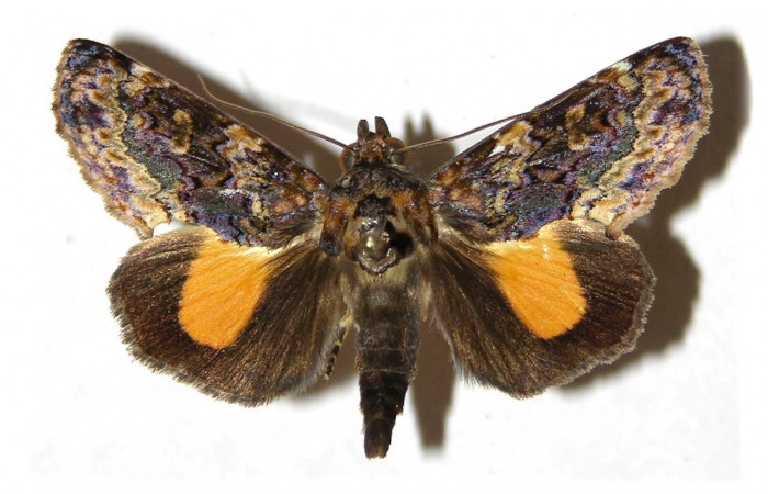 Figura 17. Adulto <i>Gonodonta uxor</i></i> (Erebidae). Vista dorsal. Voucher: 04-SRNP-40579-DHJ312710.
