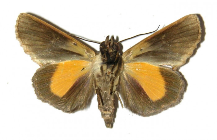 Figura 18. Adulto <i>Gonodonta uxor</i></i> (Erebidae). Vista ventral. Voucher: 04-SRNP-40579-DHJ312711.