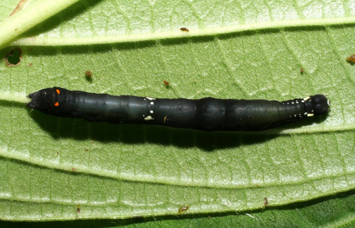 Figura 2. <i>Gonodonta uxor</i></i> (Erebidae). Tercer estadio, posición dorsal. Voucher: 06-SRNP-32931-DHJ416018.jpg.