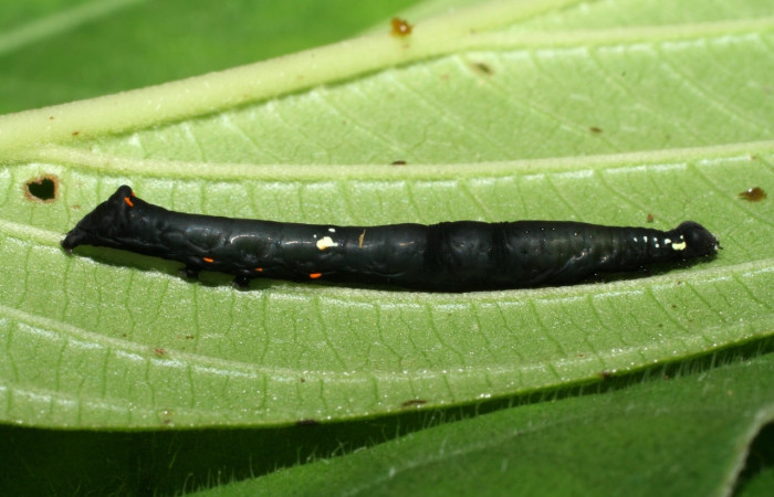 Figura 1. <i>Gonodonta uxor</i></i> (Erebidae). Tercer estadio, posición lateral. Voucher: 06-SRNP-32931-DHJ416022.jpg.