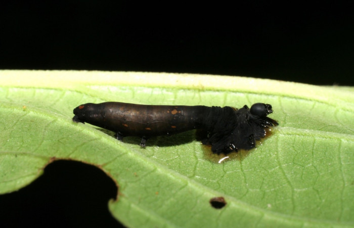 Figura 14. <i>Gonodonta uxor</i></i> (Erebidae). Parasitada de <i>Aleiodes larrykirkendalli</i></i> (Braconidae).Voucher: 06-SRNP-32957-DHJ416031.jpg.