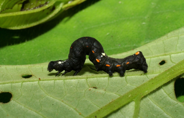Figura 3. <i>Gonodonta uxor</i></i> (Erebidae). Tercer estadio, posición dorsal. Voucher: 06-SRNP-32998-DHJ416052.jpg.