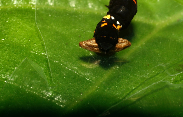 Figura 15. <i>Gonodonta fulvangula</i></i> (Erebidae) parasitada de <i>Snellenius phildevriesi</i></i> (Braconidae). Voucher: 08-SRNP-32308-DHJ445987.jpg.