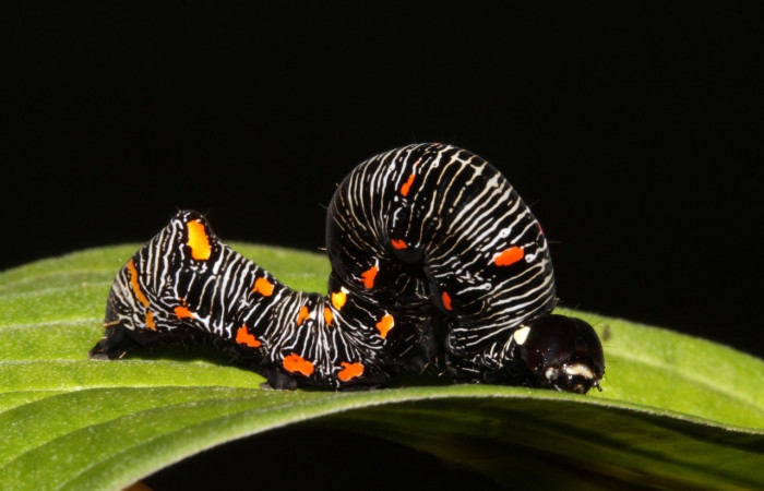 Figura 7. <i>Gonodonta uxor</i></i> (Erebidae). Último estadio, posición lateral. Voucher: 13-SRNP-47210-DHJ708546.jpg.