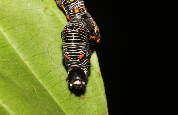 Figura 8. <i>Gonodonta uxor</i></i> (Erebidae). Último estadio, posición frontal. Voucher: 13-SRNP-47210-DHJ708549.jpg.