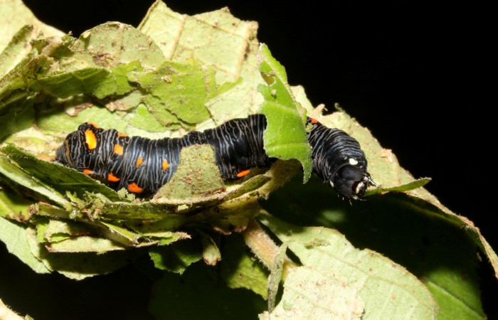 Figura 9. <i>Gonodonta uxor</i></i> (Erebidae), posición dorsal. Voucher: 13-SRNP-47210-DHJ708580.jpg.