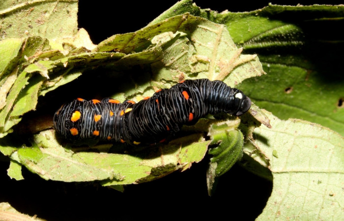 Figura 10. <i>Gonodonta uxor</i></i> (Erebidae), posición dorsal. Voucher: 13-SRNP-47210-DHJ708581.jpg.