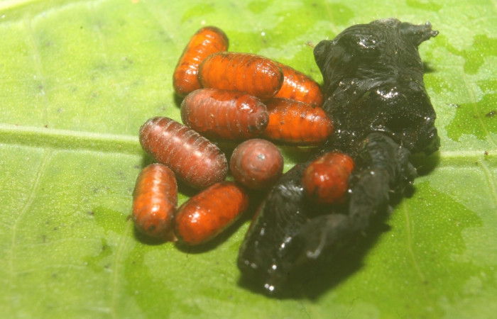 Figura 16. Puparios <i>Eucelatoria</i></i> aureaDHJ01 (Tachinidae) en <i>Gonodonta uxor</i></i> (Erebidae). Voucher: 15-SRNP-75359-DHJ716222.jpg.