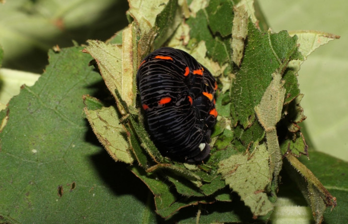 Figura 11. <i>Gonodonta uxor</i></i> (Erebidae). posición dorsal. Voucher: 19-SRNP-21350-DHJ773225.jpg.