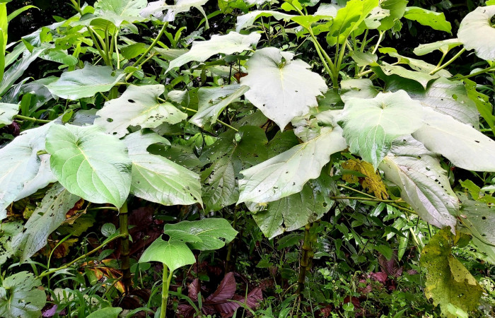 Figura 19. <i>Piper auritum</i></i> (Piperaceae), planta hospedera en la que se han encontrado la mayoría de <i>Gonodonta uxor</i></i> (Erebidae) Foto: C. Cano. 6 julio 22. Sendero Corredor. Estación Biológica San Gerardo.