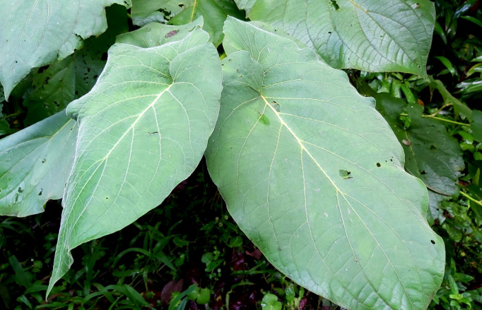 Figura 20. <i>Piper auritum</i></i> (Piperaceae), característico por su aroma a Anís. Foto: C. Cano. 6 julio 22. Sendero Corredor. Estación Biológica San Gerardo.