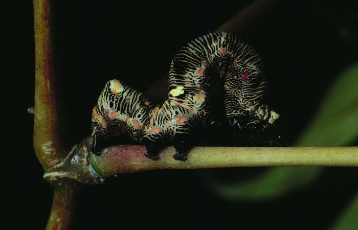 Figura 6. <i>Gonodonta uxor</i></i> (Erebidae). Penúltimo estadio, posición lateral. Voucher: 83-SRNP-131a-DHJ5180.jpg.