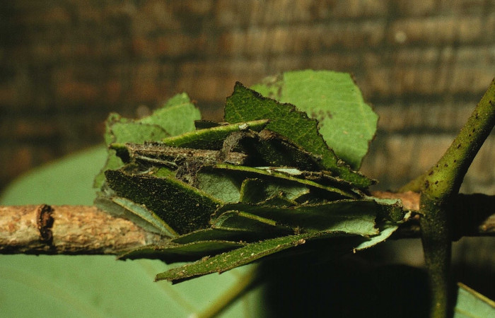 Figura 12. Capullo de hojas de <i>Gonodonta clotilda</i></i> (Erebidae). Voucher: 98-SRNP-10835-DHJ47299.jpg.