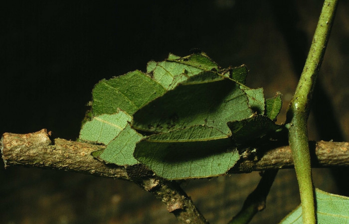 Figura 13. Capullo de hojas de <i>Gonodonta clotilda</i></i> (Erebidae). Voucher: 98-SRNP-10835-DHJ47300.jpg.