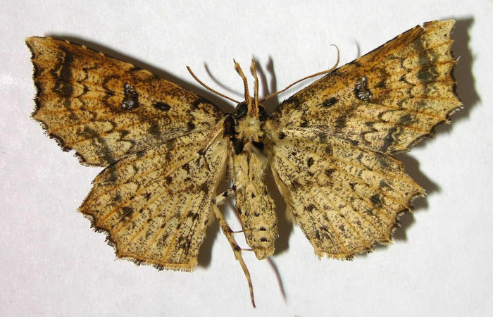 Figura 16. Adulto de <i>Periphrage</i></i> Poole01 (Erebidae), hembra vista ventral, localidad Sendero Trichoptera, Sector Pitilla ACG (655m). Voucher: 07-SRNP-32496-DHJ377697.jpg.