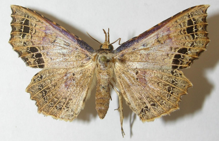 Figura 13. Adulto de <i>Periphrage</i></i> Poole01(Erebidae), macho vista dorsal, localidad Sendero Cuestona, Sector Pitilla ACG (460m). Voucher: 10-SRNP-31569-DHJ540018.jpg.