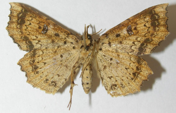 Figura 14. Adulto de <i>Periphrage</i></i> Poole01(Erebidae), macho vista ventral, localidad Sendero Cuestona Sector Pitilla ACG (460m). Voucher: 10-SRNP-31569-DHJ540019.jpg.