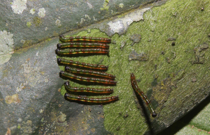 Figura 2. Grupo de larvas <i>Periphrage</i></i> Poole01 (Erebidae), tercer estadío (PPU) vista dorsal, localidad Quebradona Estación Biológica Quica, Sector Pitilla ACG (475m). Voucher: 14-SRNP-70985-DHJ723050.jpg.