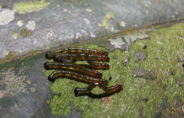 Figura 3.  Grupo de larvas <i>Periphrage</i></i> Poole01 (Erebidae), tercer estadío (PPU) vista dorsal, localidad Quebradona Estación Biológica Quica, Sector Pitilla ACG (475m). Voucher: 14-SRNP-70985-DHJ723054.jpg.