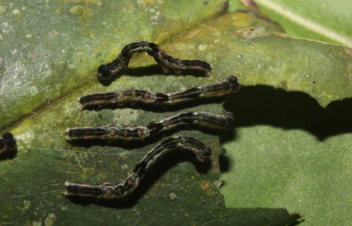 Figura 4. Grupo de larvas <i>Periphrage</i></i> Poole01 (Erebidae), penúltimo estadío (PU) vista dorsal, localidad Quebradona Estación Biológica Quica, Sector Pitilla ACG (475m). Voucher: 14-SRNP-70985-DHJ723107.jpg.