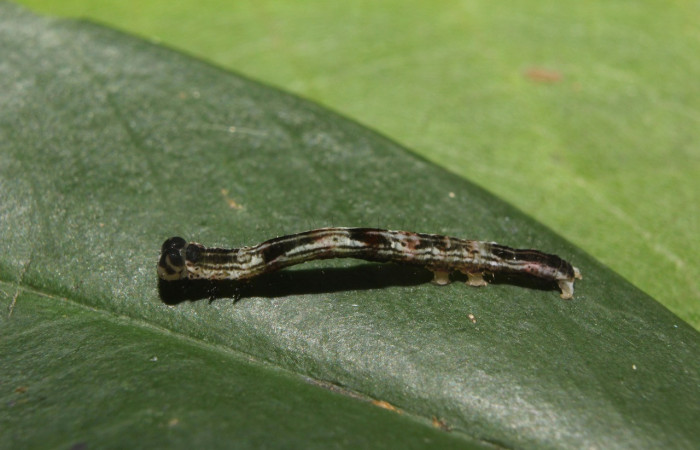 Figura 5. Larva <i>Periphrage</i></i> Poole01 (Erebidae), penúltimo estadío (PU) vista lateral, localidad Quebradona Estación Biológica Quica, Sector Pitilla ACG (475m). Voucher: 14-SRNP-70985-DHJ723109.jpg.
