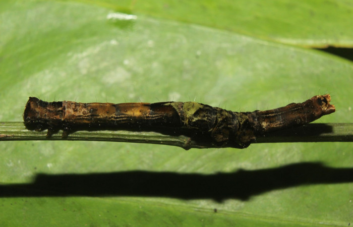 Figura 6. Larva <i>Periphrage </i></i>Poole01 (Erebidae), último estadío (U) vista lateral, localidad Quebradona Estación Biológica Quica, Sector Pitilla ACG (475m). Voucher: 14-SRNP-70985-DHJ723113.jpg.