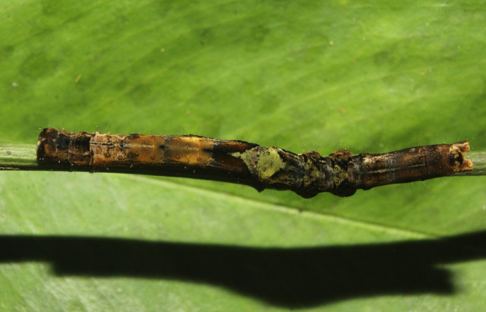 Figura 7. Larva <i>Periphrage</i></i> Poole01 (Erebidae), último estadío (U) vista dorsall, localidad Quebradona Estación Biológica Quica, Sector Pitilla ACG (475m). Voucher: 14-SRNP-70985-DHJ723114.jpg.