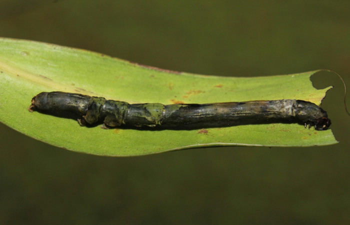 Figura 8. Larva <i>Periphrage</i></i> Poole01 (Erebidae), último estadío (U) vista dorsall, localidad Quebradona Estación Biológica Quica, Sector Pitilla ACG (475m). Voucher: 14-SRNP-70985-DHJ723205.jpg.