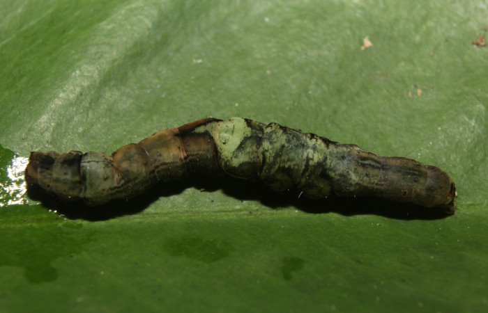 Figura , 9 Larva <i>Periphrage</i></i> Poole01 (Erebidae), en estado de prepupa vista dorsal, localidad Quebradona Estación Biológica Quica, Sector Pitilla ACG (475m). Voucher: 14-SRNP-70985-DHJ723211.jpg.