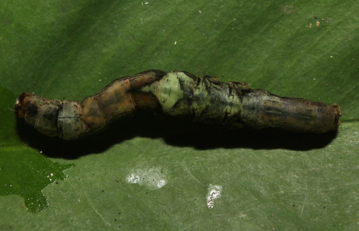 Figura , 10 Larva <i>Periphrage</i></i> Poole01 (Erebidae), en estado de prepupa vista dorsal, localidad Quebradona Estación Biológica Quica, Sector Pitilla ACG (475m). Voucher: 14-SRNP-70985-DHJ723212.jpg.