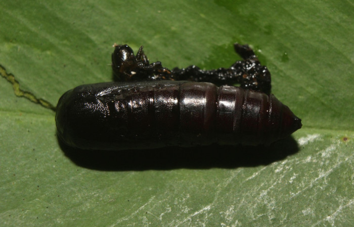 Figura 11. Pupa de <i>Periphrage</i></i> Poole01 (Erebidae), vista dorsal localidad Medrano Estación Biológica Quica, Sector Pitilla ACG (475m). Voucher: 14-SRNP-70985-DHJ723252.jpg.