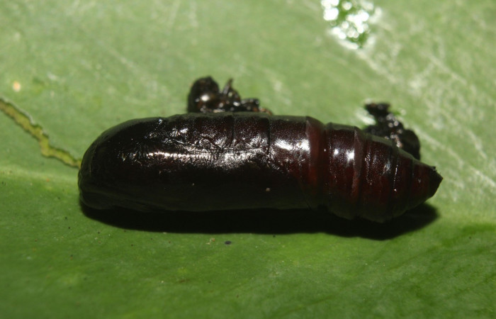 Figura 12. Pupa de <i>Periphrage</i></i> Poole01 (Erebidae), hembra vista dorsal localidad Medrano Estación Biológica Quica, Sector Pitilla ACG (475m). Voucher: 14-SRNP-70985-DHJ723253.jpg.