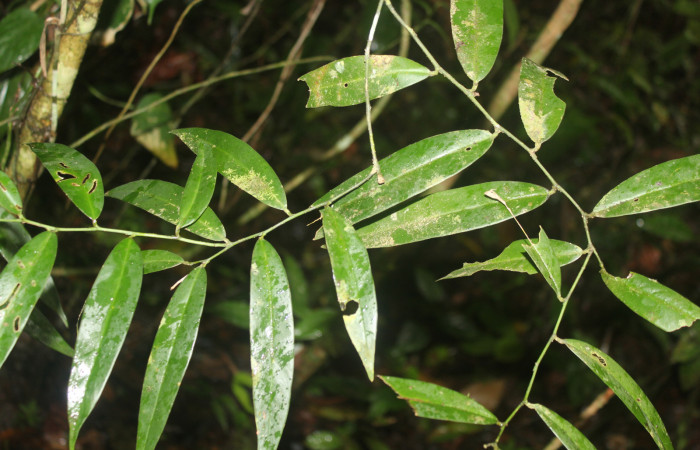 Figura 17. Planta hospedera de <i>Periphrage</i></i> Poole01 (Erebidae), esta planta se llama <i>Heteropsis oblongifolia</i></i> familia (Araceae), localidad Sendero Manguera  Estación Biológica Quica, Sector Pitilla (ACG) (470m). Foto; Ricardo Calero 06 julio 2022.
