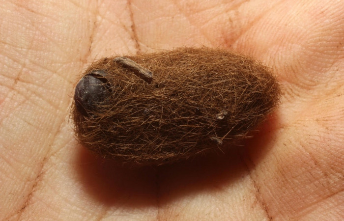 Fig.10 Pupario Tachinidae, <i>Leschenaultia</i></i> Wood09, parásito del (Erebidae), <i>Munona robpuschendorfi</i></i>. 12-SRNP-13191.1-DHJ802345.jpg. 
