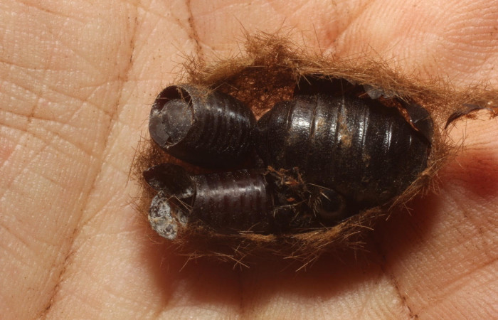 Fig.11 Pupario Tachinidae, <i>Leschenaultia</i></i> Wood09, parásito del (Erebidae), <i>Munona robpuschendorfi</i></i>. 12-SRNP-13191.1-DHJ802347.jpg. 
