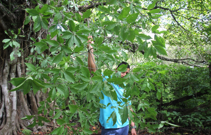 Fig. 12 Planta <i>Cordia alliodora</i></i> (Cordiaceae), hospedera de la larva <i>Munona robpuschendorfi</i></i>, (Erebidae), Sector Mundo Nuevo. Foto Elieth cantillano. 7 Junio 2022. 
