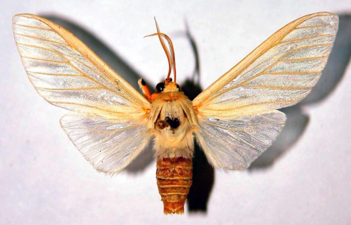 Fig.1 Adulto <i>Munona robpuschendorfi</i></i>, Erebidae,macho, mostrando la parte dorsal. Voucher: 03-SRNP-19198- DHJ93272.
