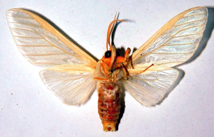 Fig.2 Adulto <i>Munona robpuschendorfi</i></i>, Erebidae,macho, mostrando la parte ventral. Voucher: 03-SRNP-19198- DHJ93273. 
