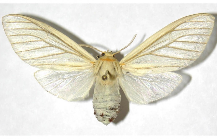 Fig.3 Adulto <i>Munona robpuschendorfi</i></i>, Erebidae, hembra, mostrando la parte dorsal. Voucher: 04-SRNP-46332-DHJ316330
