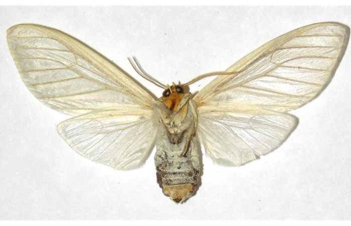 Fig.4 Adulto <i>Munona robpuschendorfi</i></i>, Erebidae, hembra, mostrando la parte ventral. Voucher: 04-SRNP-46332-DHJ316331. 
