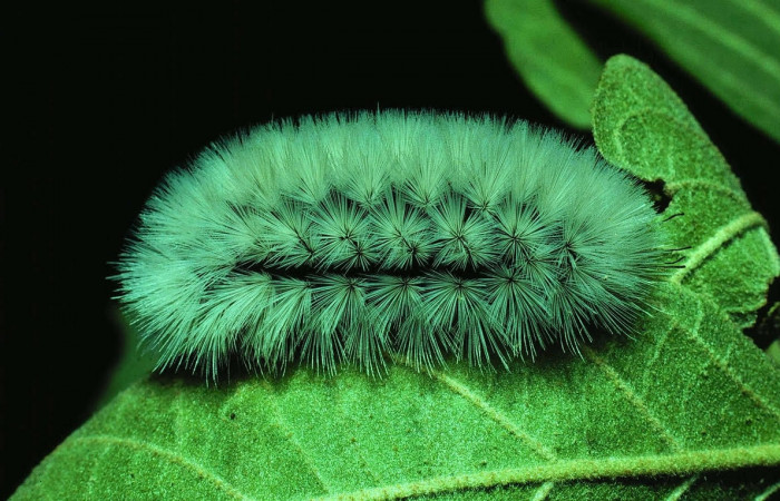 Fig. 5 Larva <i>Munona robpuschendorfi</i></i>, Erebidae, mostrando la posición lateral entero. Voucher: 81-SRNP-322-DHJ2382.jpg. 
