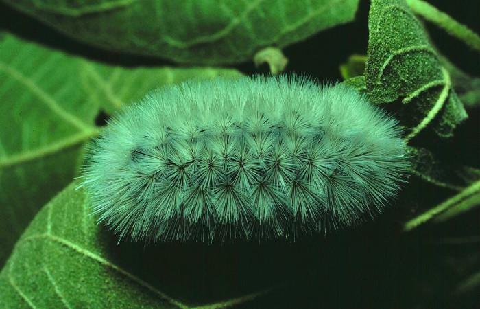 Fig. 6 Larva <i>Munona robpuschendorfi</i></i>, Erebidae, mostrando la posición dorsal entero. Voucher: 81-SRNP-322-DHJ2383.jpg. 
