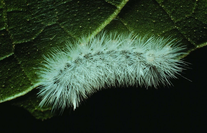 Fig. 7 Larva <i>Munona robpuschendorfi</i></i>, Erebidae, mostrando la posición lateral entero. Voucher: 83-SRNP-1301-DHJ6346.jpg. 
