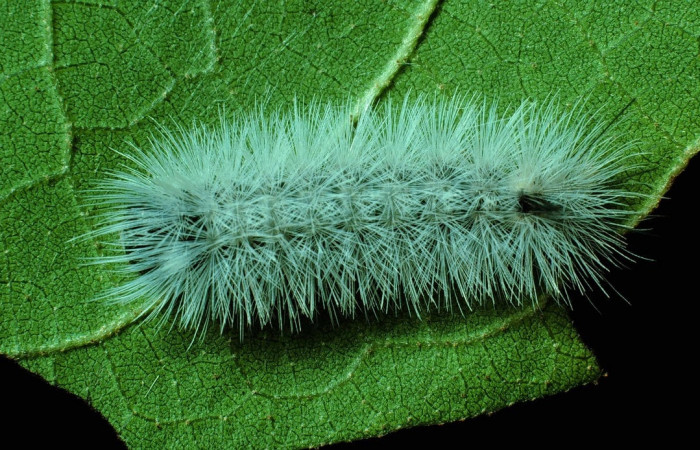 Fig. 8 Larva <i>Munona robpuschendorfi</i></i>, Erebidae, mostrando la posición dorsal entero. Voucher: 83-SRNP-1301-DHJ6347.jpg. 

